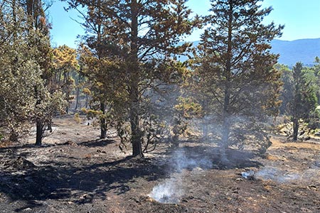 immagine dell'area verde colpita dall'incendio di Galceti